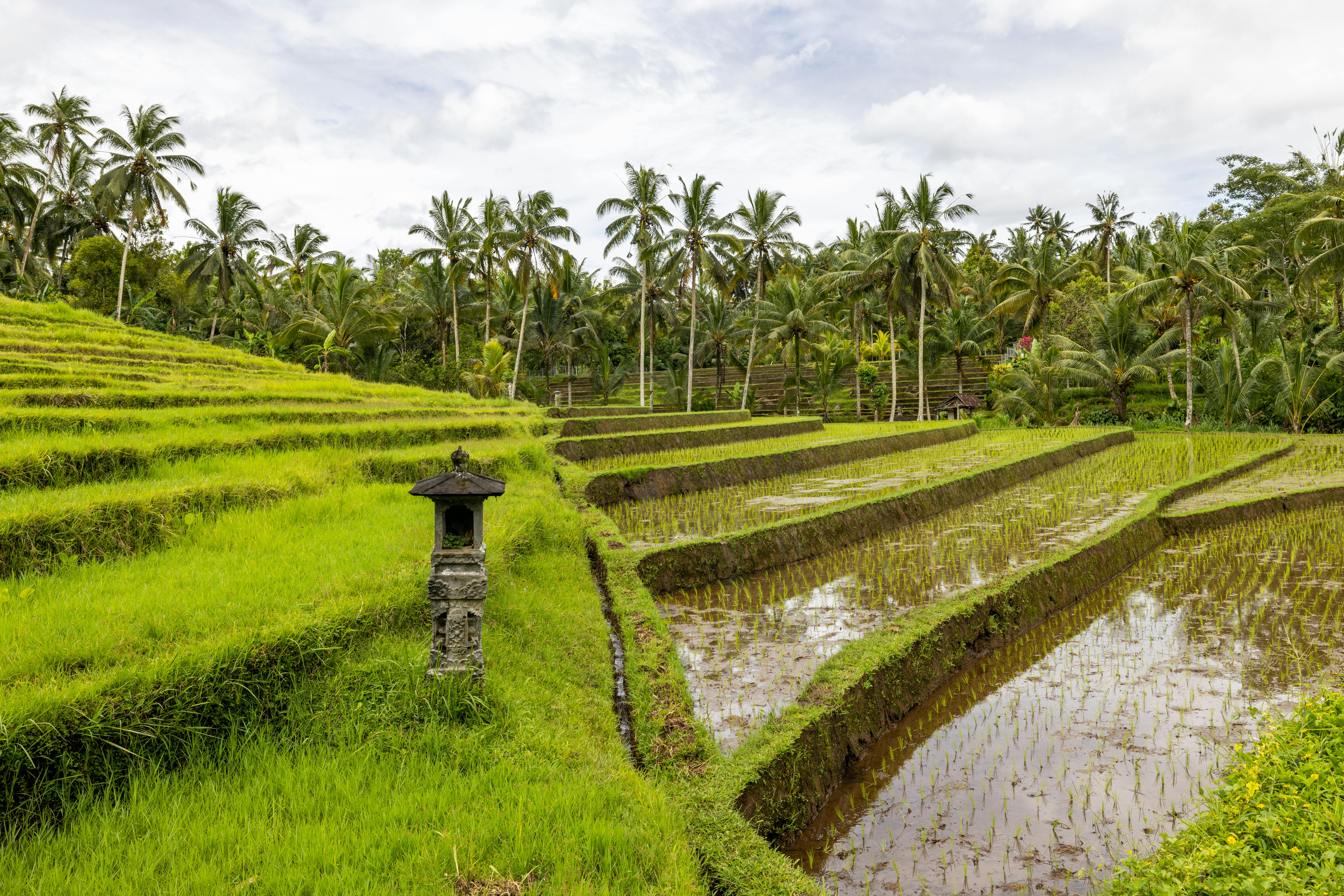 Rice terrace, Ayung valley