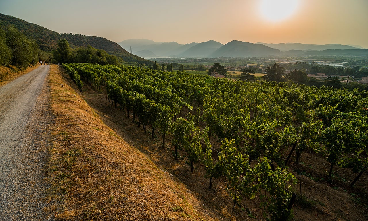 L'Albereta vineyard, Franciacorta