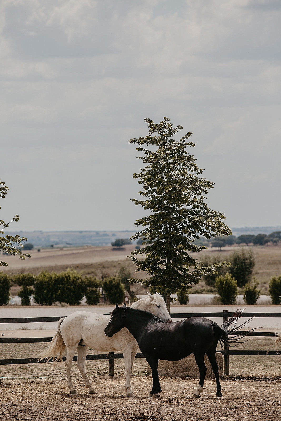 Torre de Palma Wine Hotel horses