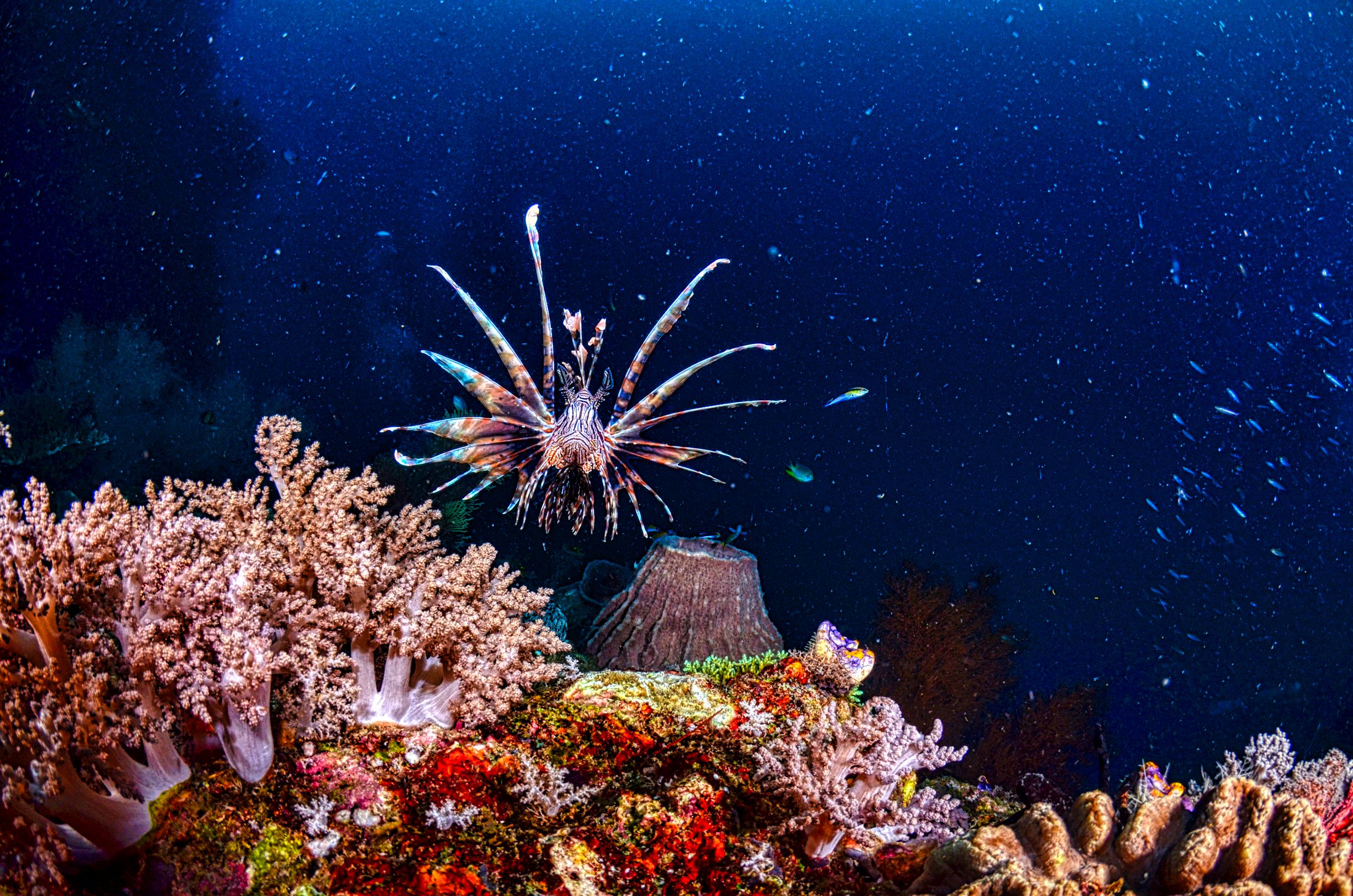 Lionfish, Komodo National Park