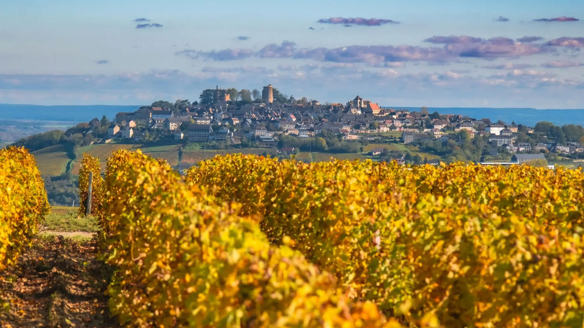 Wine Harvest Experience in Bordeaux Image 7