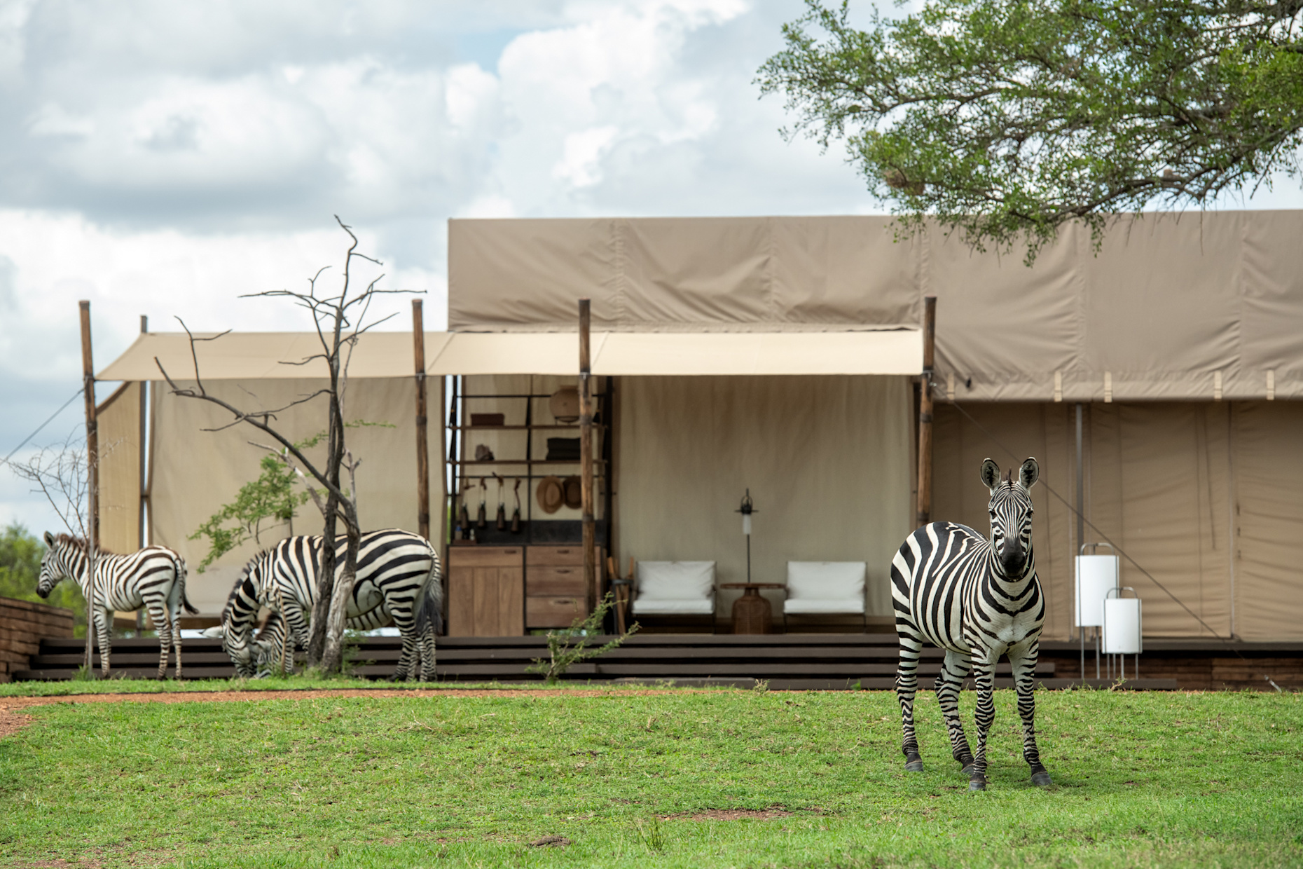Singita Sabora with zebra