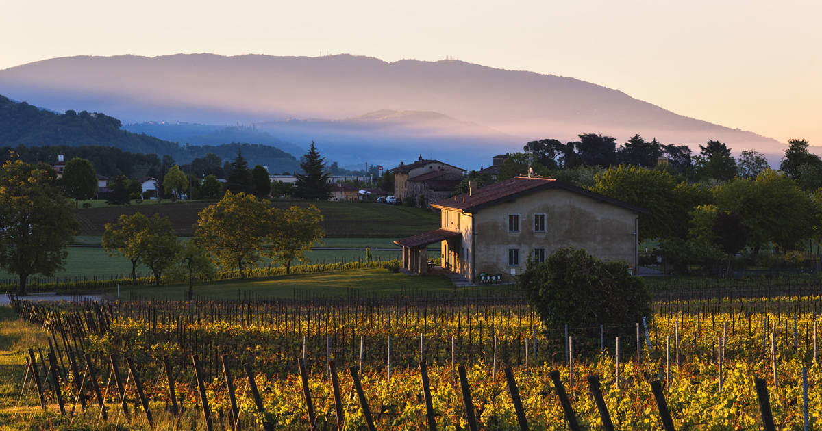 Franciacorta vineyard