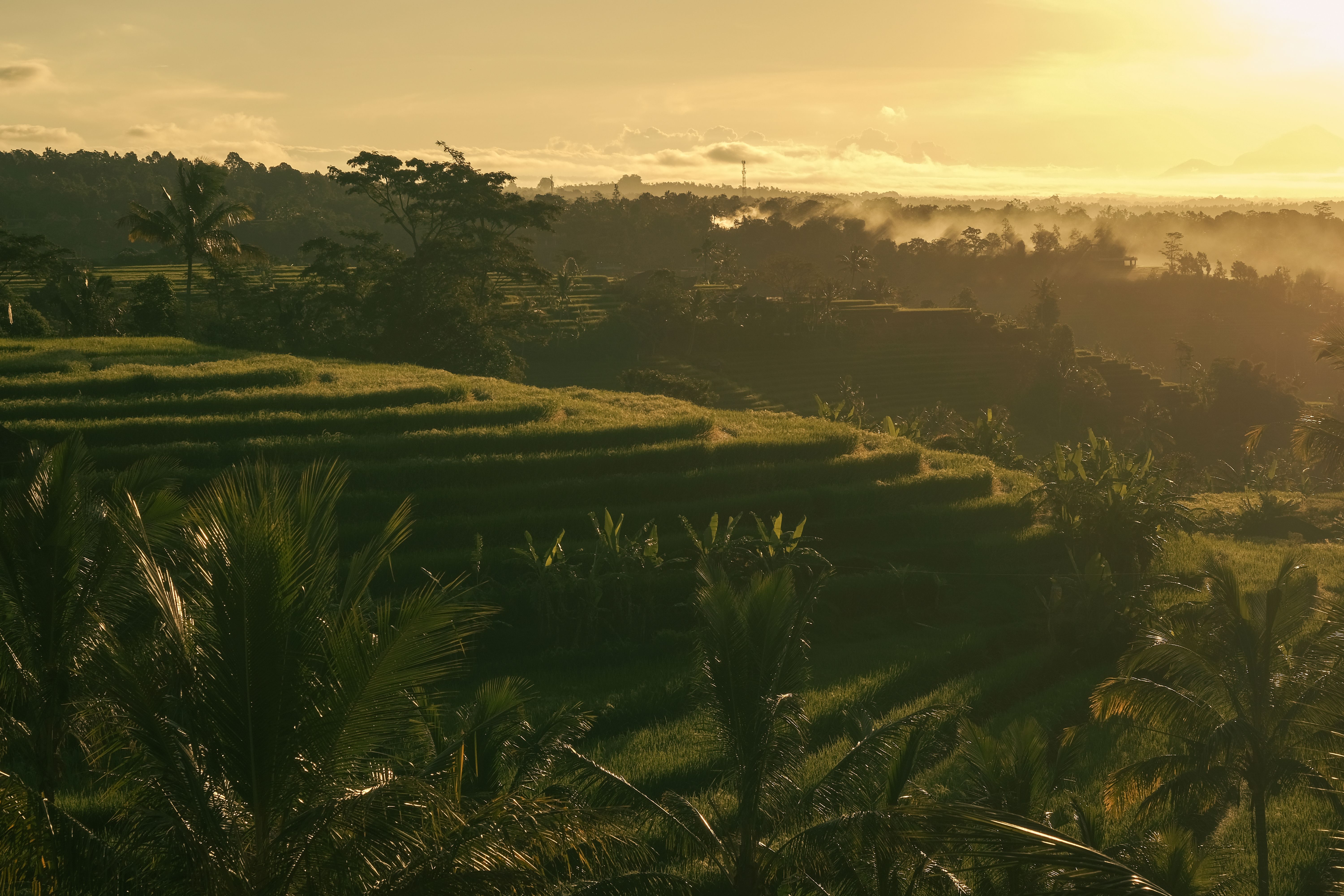 Ubud rice fields