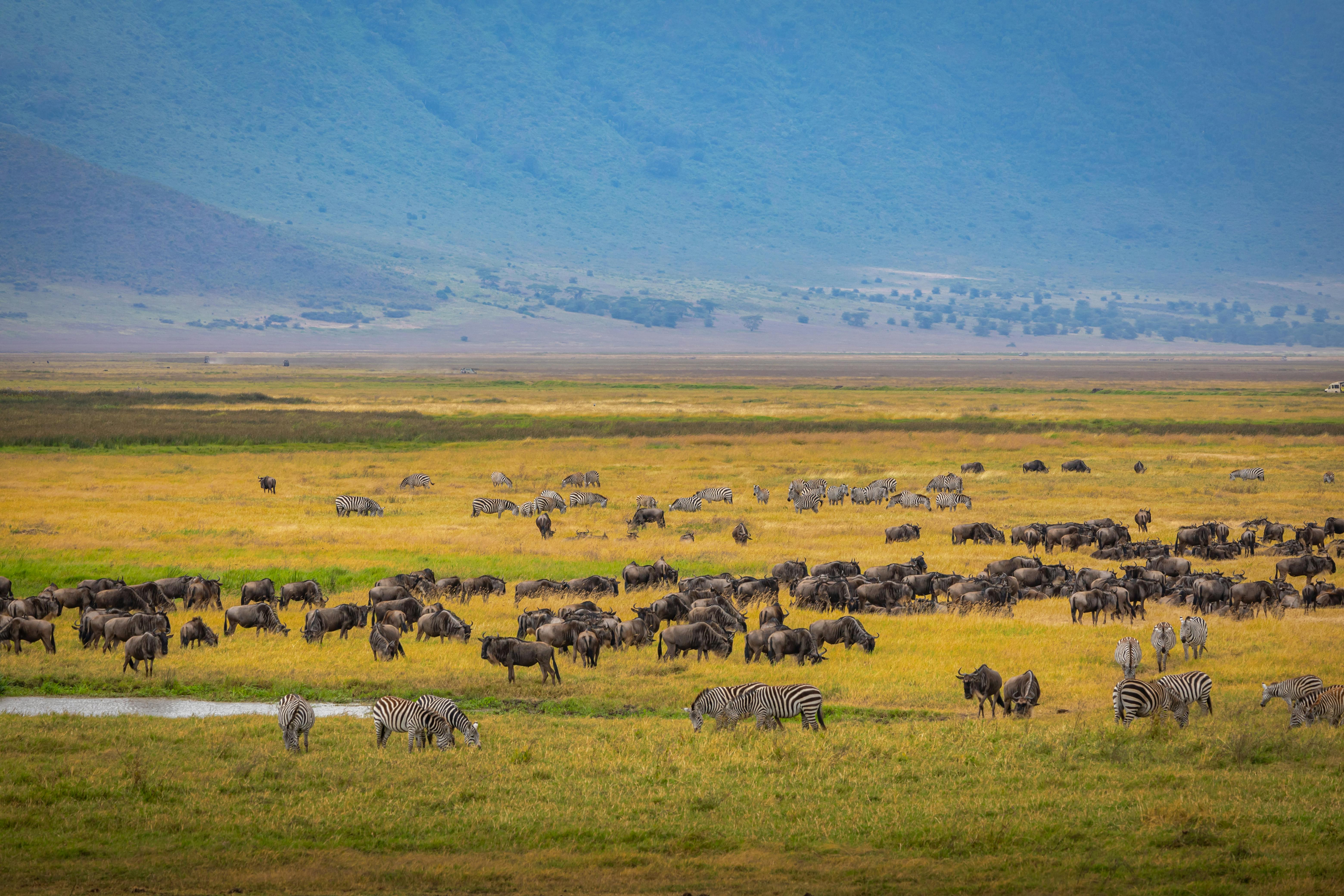 Serengeti from the air