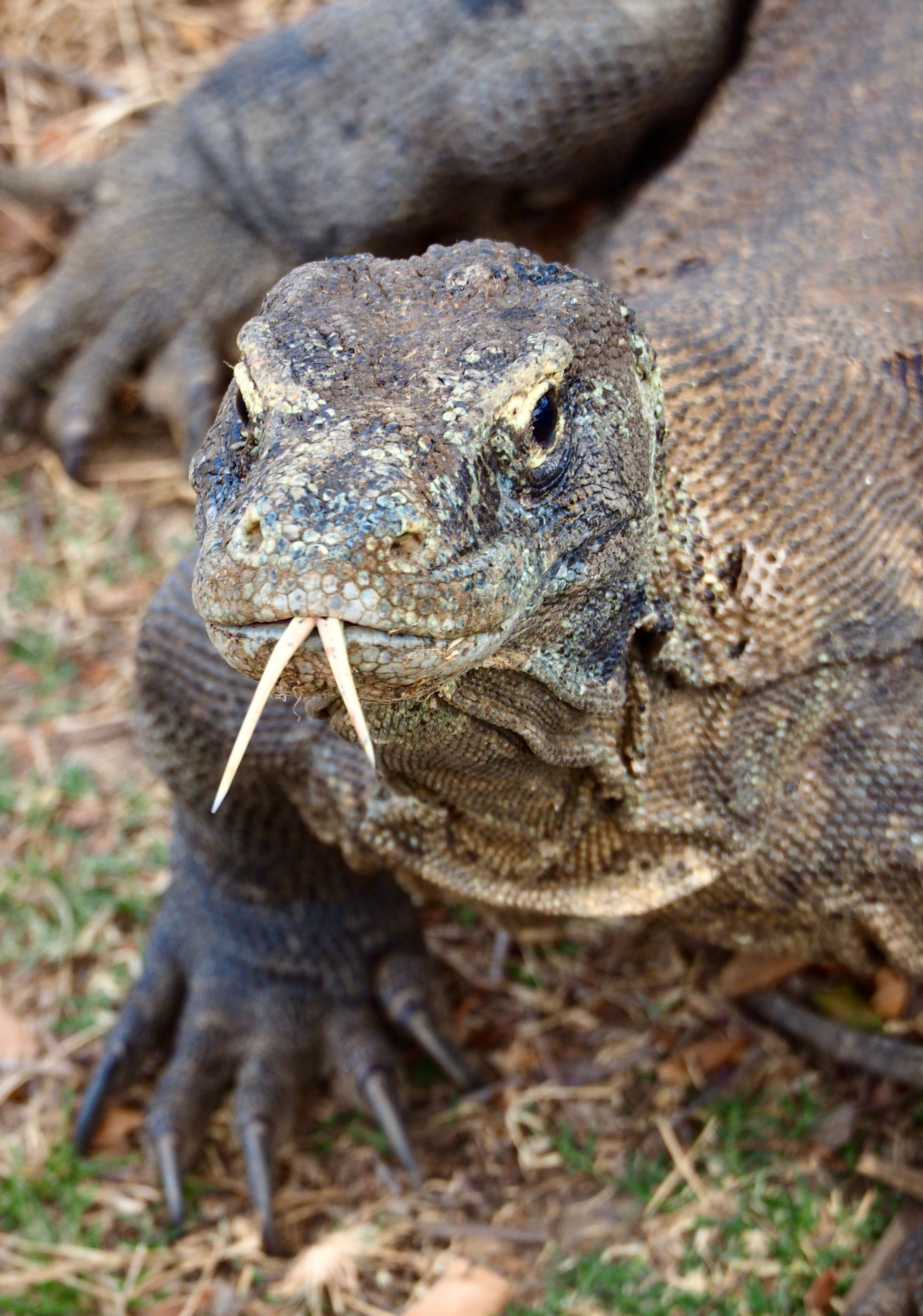 Komodo dragon