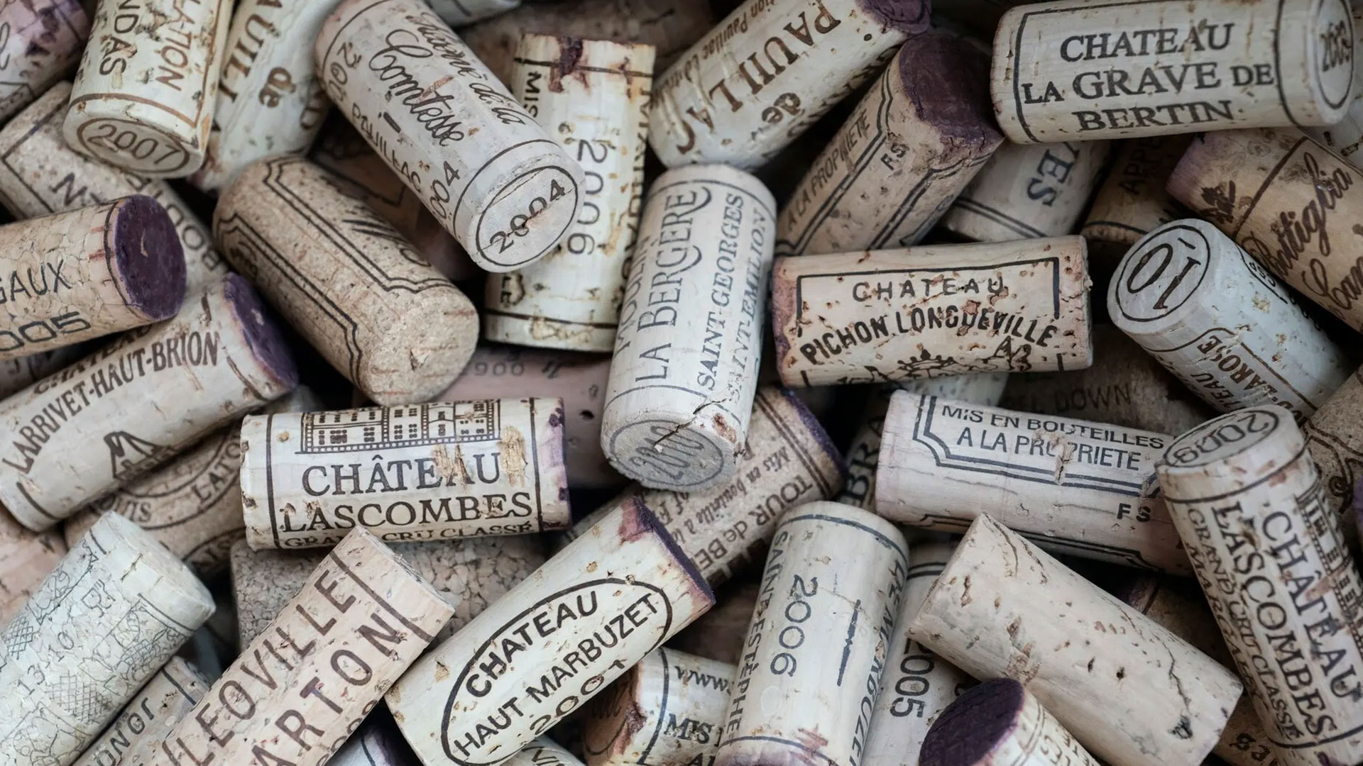 Wine Harvest Experience in Bordeaux Image 2