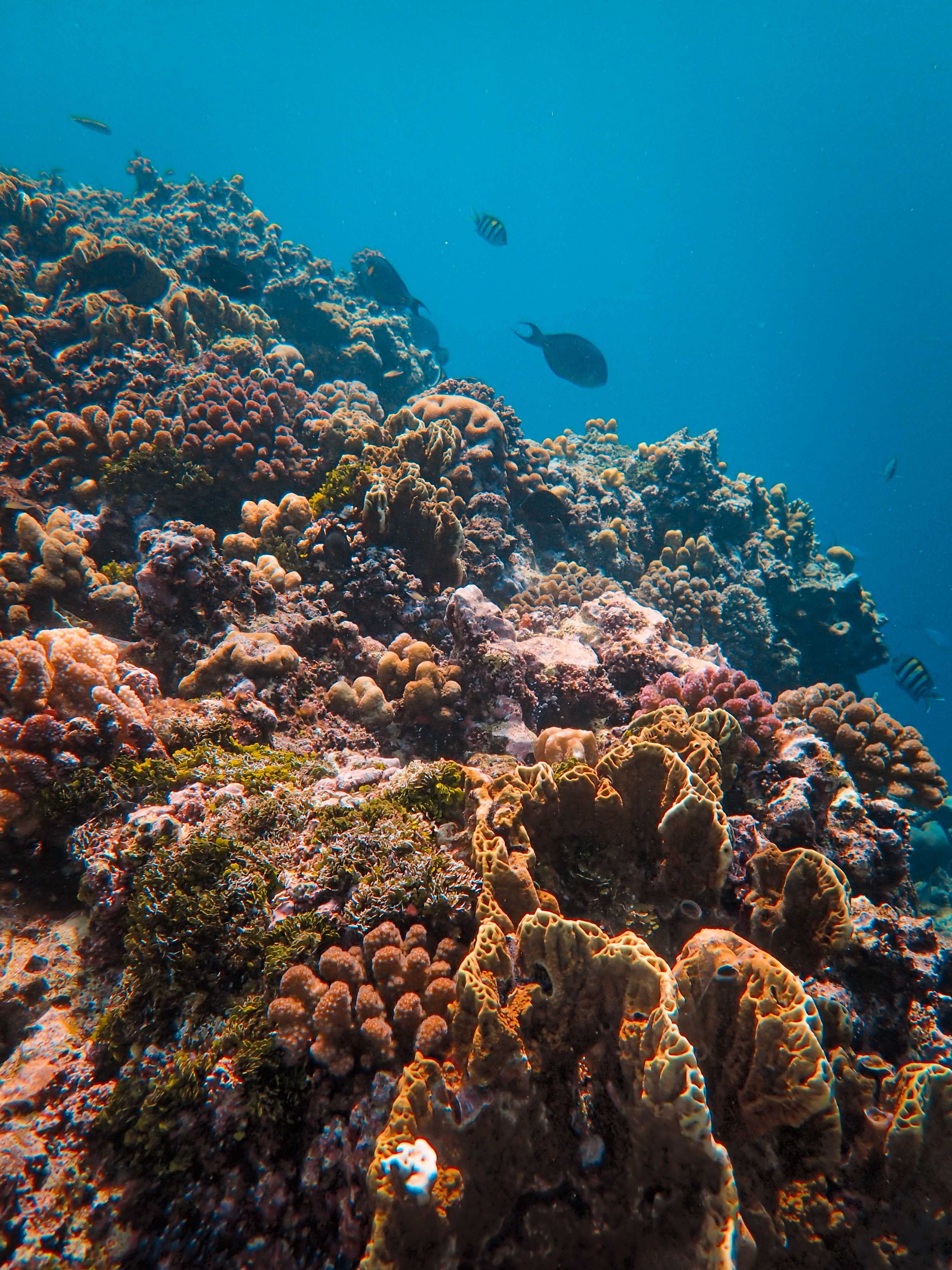 Deep dive reef exploration