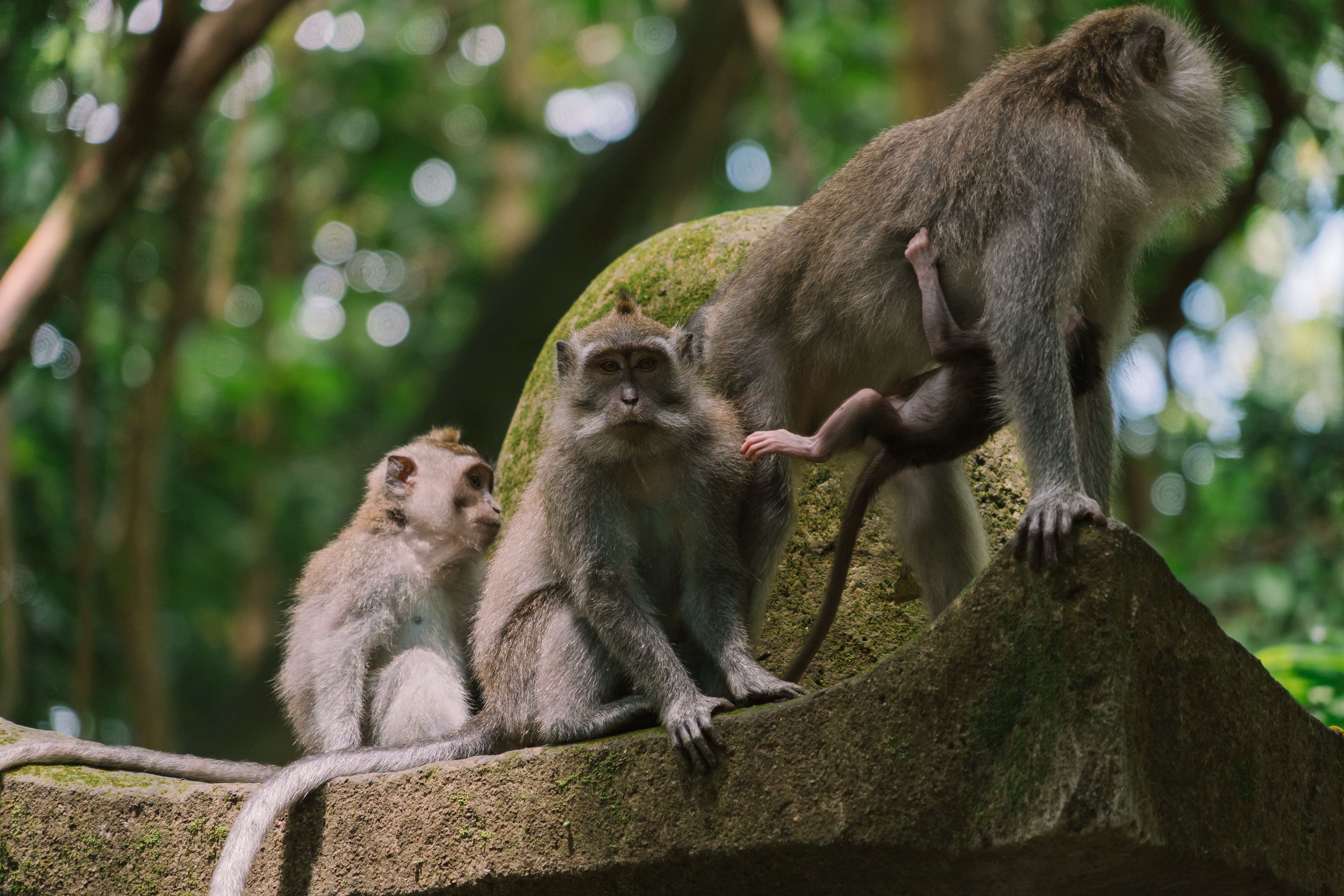 Macaques, Ubud