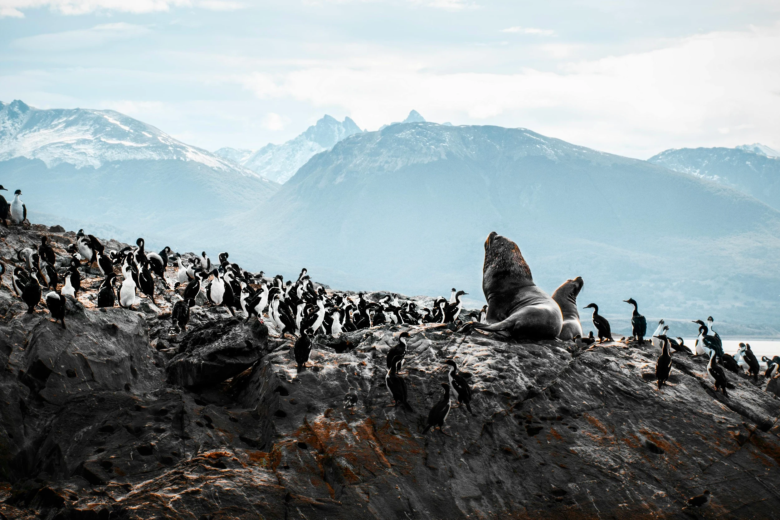 Penguins on Martillo Island in the Beagle Channel