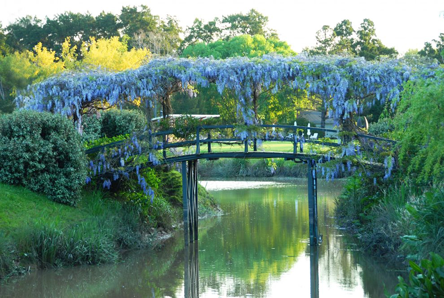 Wisteria draped over a bridge at Isla el Descanso in the Tigre Delta